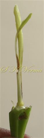 Pistil